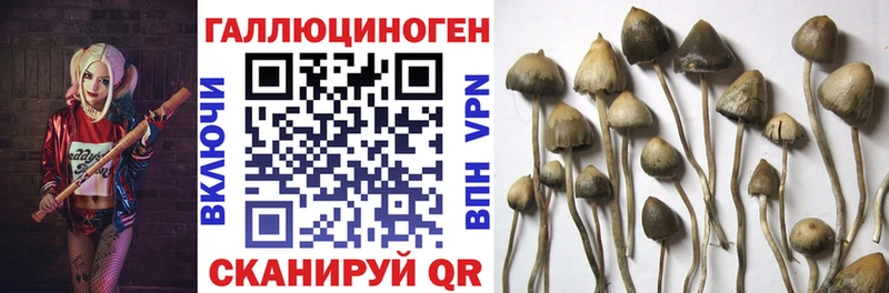 Псилоцибиновые грибы мухоморы  сайты даркнета какой сайт  Родники 